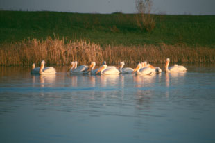 Pélicans