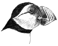 Différentes espèces dans la famille des pingouins, ou Alcidés