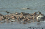 Les oiseaux de rivage