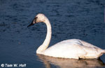 Le Cygne trompette