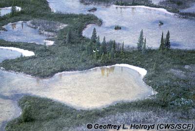 Habitat de la Grue blanche