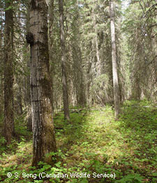 The Majestic Wildlife of Canada's Boreal Forest - Nature TTL