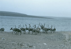 Caribous de la toundra