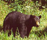 L'ours noir