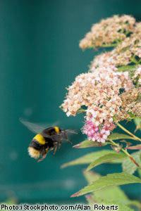 Bourdon et fleurs