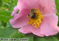 Bourdon et fleurs