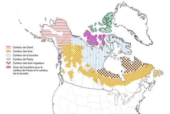 La Répartition du caribou