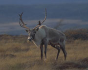 Caribou des bois