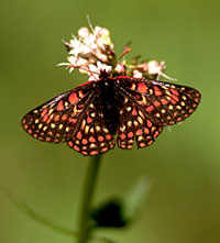 Papillon damier d’Edith