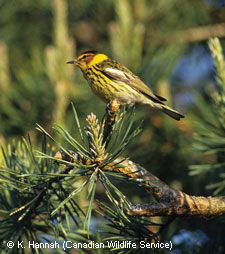 Cape May Warbler