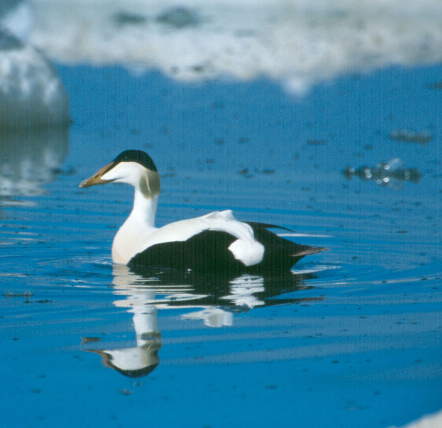 Faune Et Flore Du Pays L Eider A Duvet