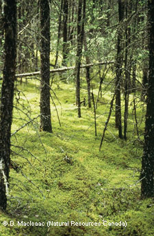 Black spruce and feathermoss