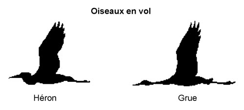 Oiseaux en vol