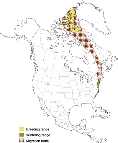 Distribution of the Greater Snow Goose