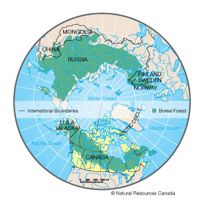 The world's boreal forests