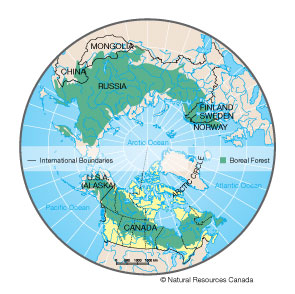 forest map coniferous northern