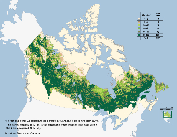 The boreal forest in Canada