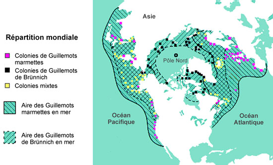 La répartition du Guillemot marmette et le Guillemot de Brünnich