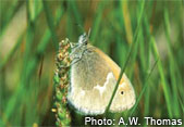 Maritime ringlet