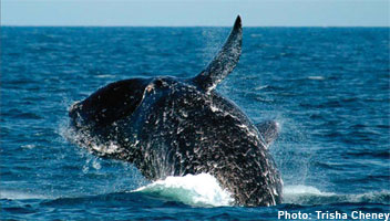 La baleine noire de l’Atlantique Nord