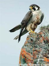 The status of hte anatum subspecies of the Peregrine Falcon has improved everywhere in Canada.