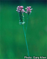 Pink Milkwort