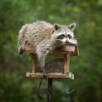 Raton laveur sur une mangeoire d'oiseaux