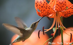 Faune et flore du pays - Le Colibri à gorge rubis