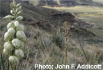 Yucca glauque