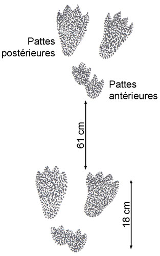 Empreintes de castor