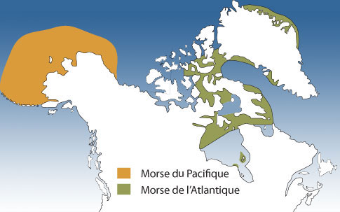 La répartition du morse de l'Atlantique