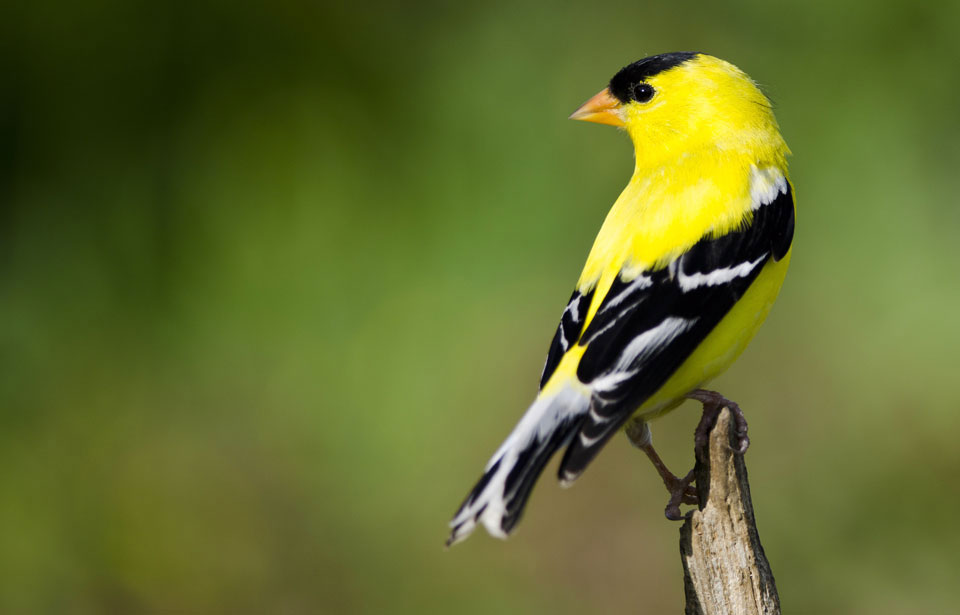 What is the migration pattern of American goldfinches?