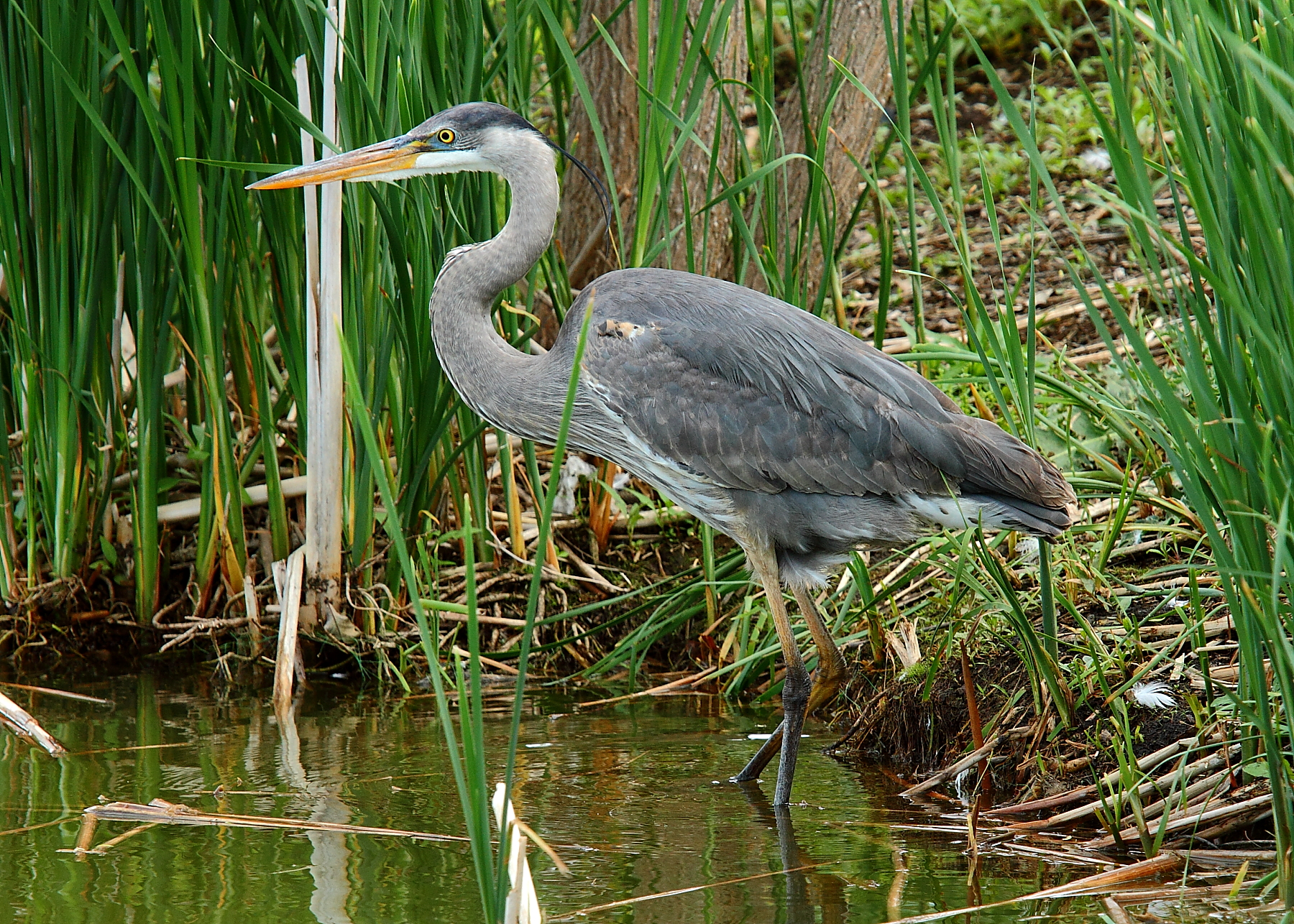 The Great Blue Heron 77