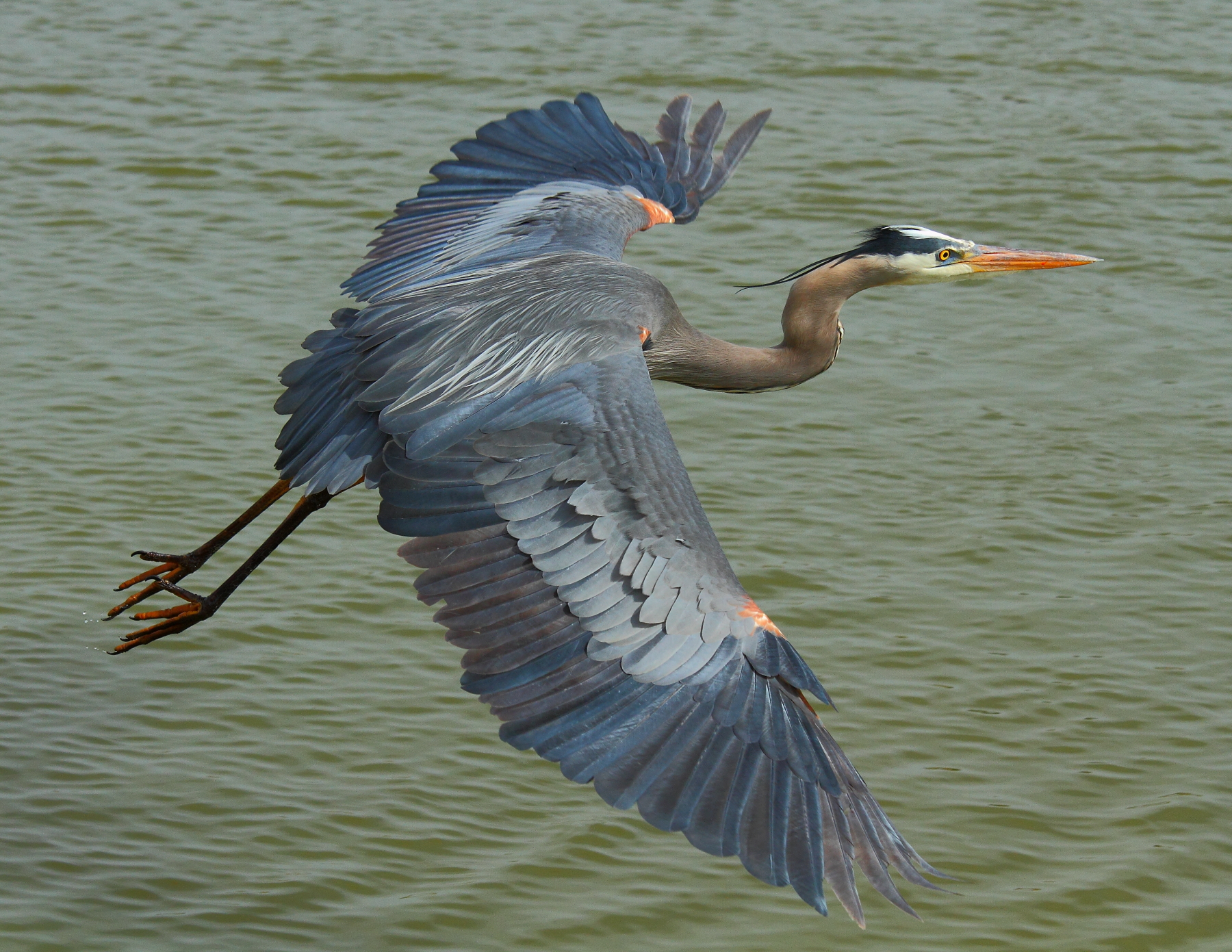 Image result for blue heron