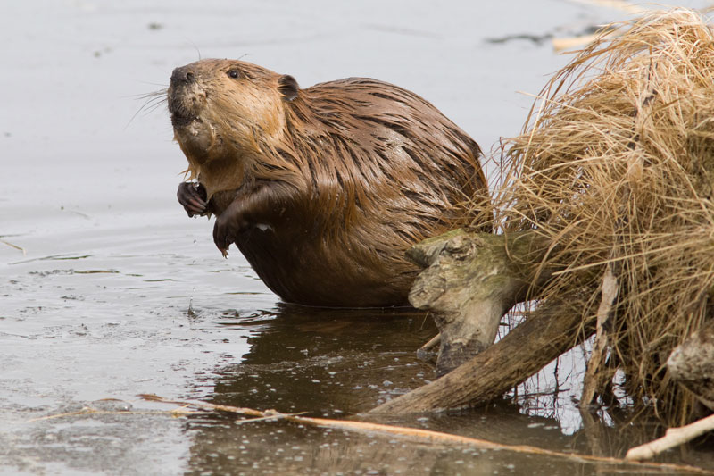 Wild Hairy Canadian Beaver Hairy Hot Photos