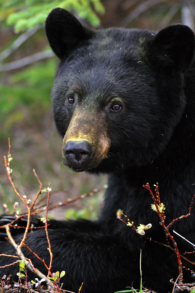 Black bear | Environment and Natural Resources