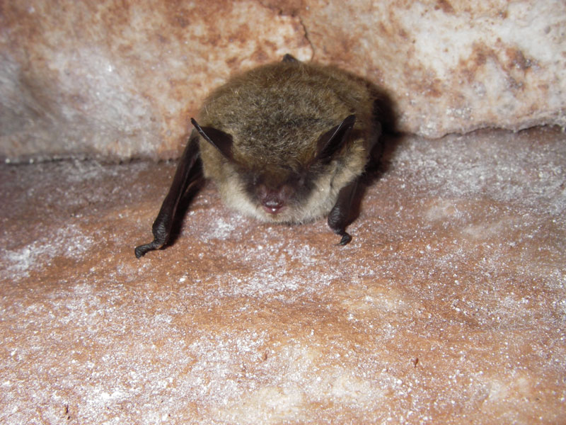 Image result for little brown bat