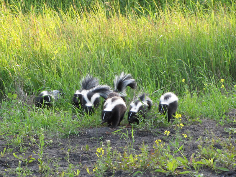 Resultado de imagem para striped skunk family