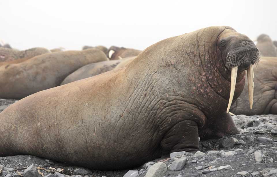 atlantic-walrus.jpg