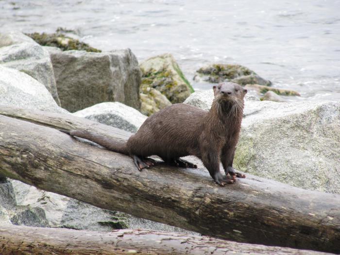 Un bébé loutre dort sur le ventre de sa mère - Vidéo Dailymotion