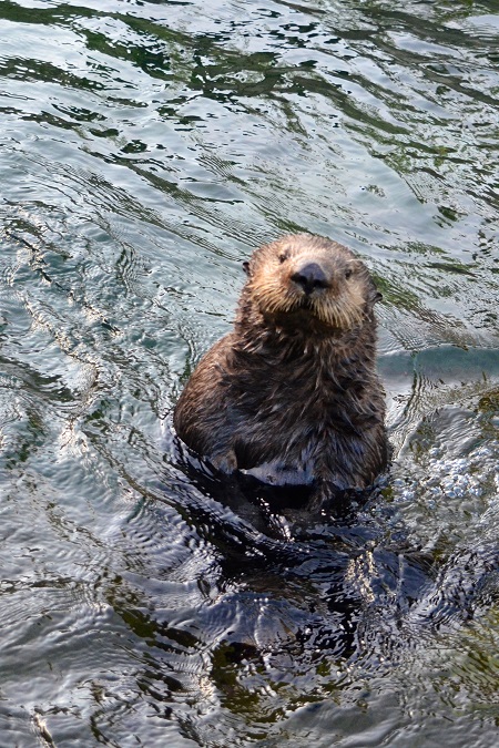 Les images rares de la naissance d'un bébé loutre 