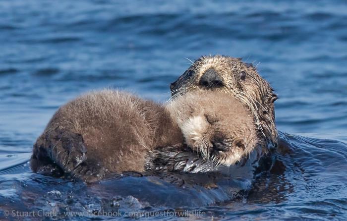 Loutre de mer : qui est-elle ? Où et comment vit-elle ?