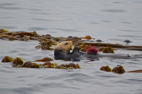 Faune et flore du pays - La loutre de mer