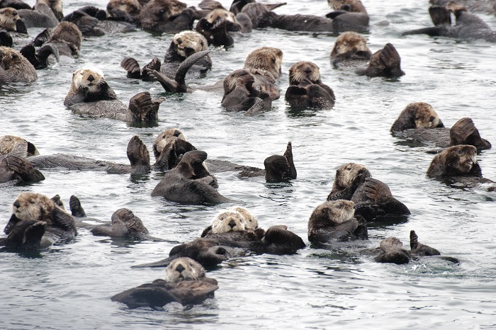 Loutre de mer — Wikipédia