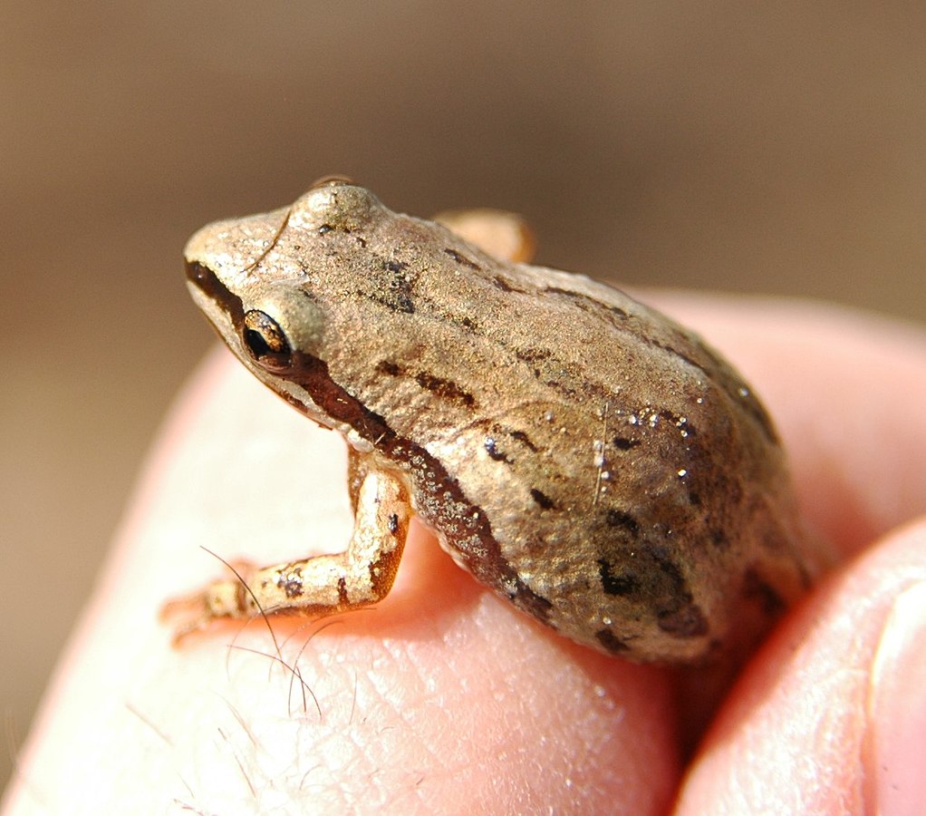 Boreal Chorus Frog — Edmonton & Area Land Trust