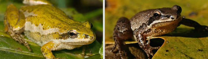 Boreal Chorus Frog — Edmonton & Area Land Trust