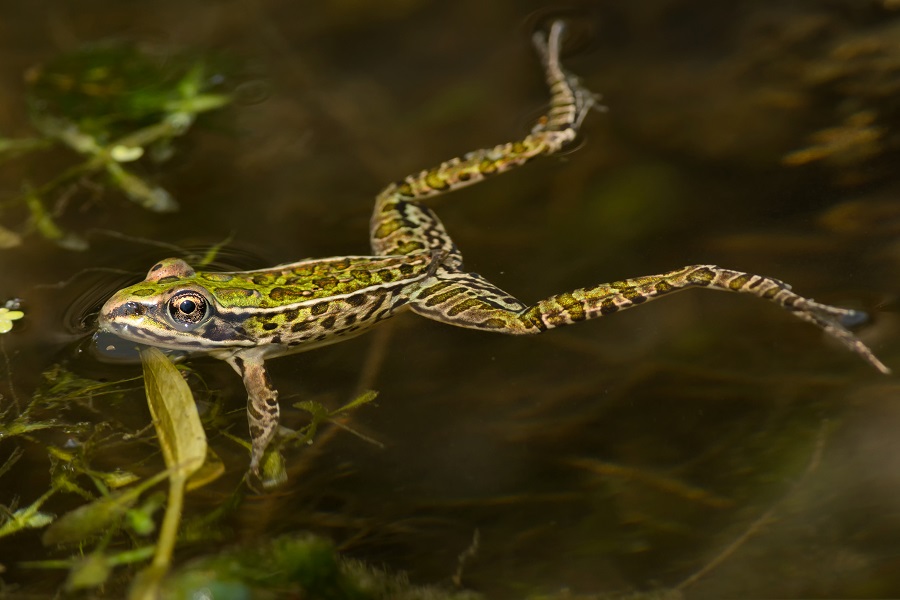 Hinterland Who's Who - Northern Leopard Frog