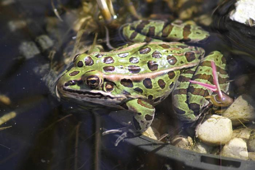 Hinterland Who's Who - Northern Leopard Frog