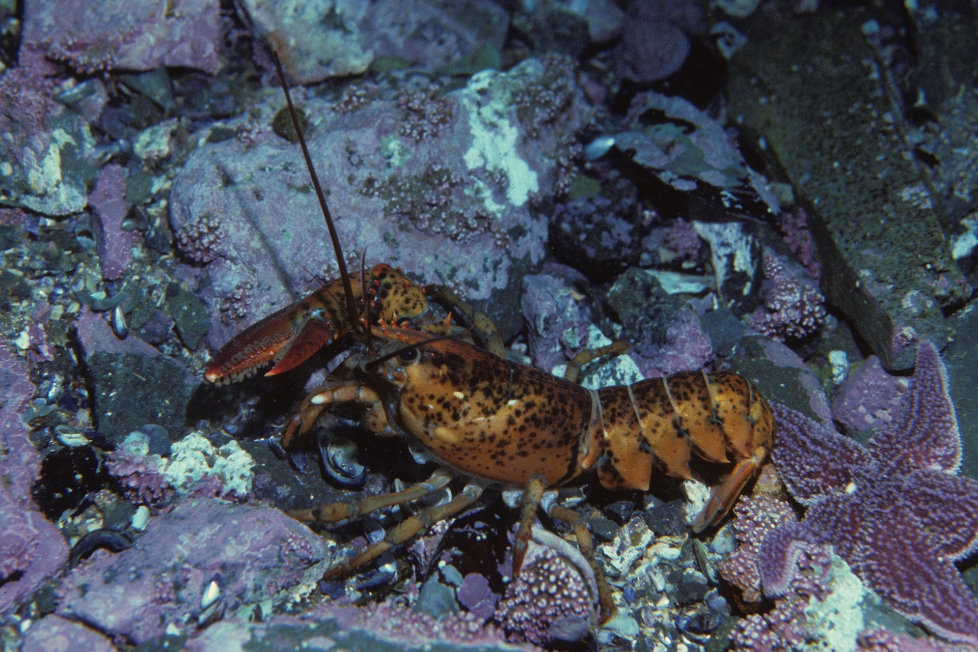 Hinterland Who's Who - North American Lobster