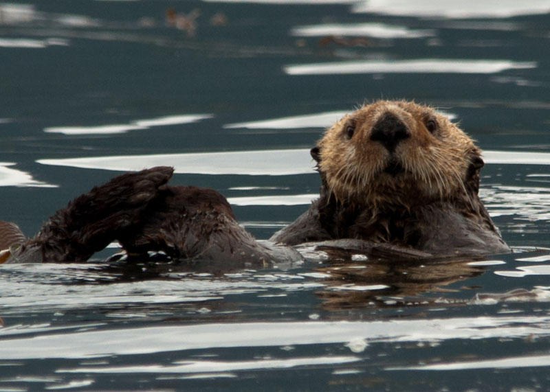 Loutre de mer — Wikipédia